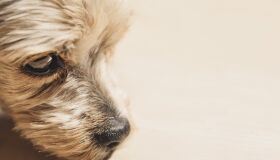 Feira de adoção pet do shopping Costa Dourada ganha mais uma edição neste domingo (13)