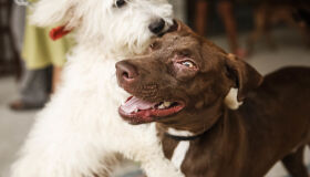 Encontro de Pets com desfiles, feirinha e sorteios é realizado neste sábado (5)