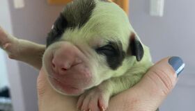 Filhote de cachorro nasce com pelagem verde e assusta tutores