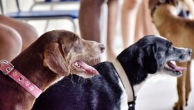 Hospital Veterinário do Recife abre agendamento para 560 castrações de cães e gatos