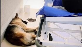Cão segue ambulância com tutor até o hospital, aguarda atendimento e acompanha a volta para casa