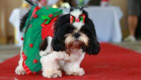 Concurso de Beleza Pet une desfile a ação social em Paulista