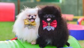 Shopping no Recife recebe encontro das raças Spitz Alemão e Yorkshire no mês das mães