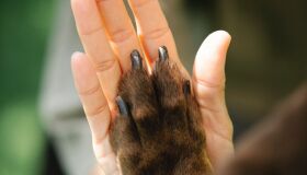 Sinpatinhas: governo define data para lançamento do cadastro de animais domésticos