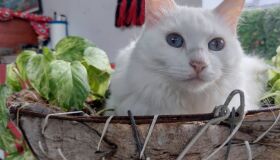 Gata desaparecida no Rosarinho é devolvida por vizinho