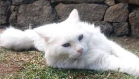 Família oferece recompensa por gata que desapareceu na última sexta-feira (29/4)