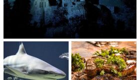 Assombrações, tubarões e culturas: como inovar na política de turismo do Recife (II)