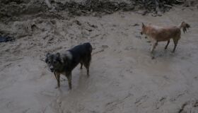 Protetores de animais fazem mutirões de buscas e arrecadam suprimentos