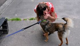 Animais afetados pela guerra aguardam nova vida em abrigo de Kiev