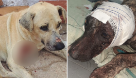 Homem é preso após esfaquear dois cães em Petrolina; cadela está grávida, e filhotes passam bem