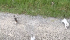 Viral: gatinhos que "emboscaram" homem na estrada são adotados por sua família 