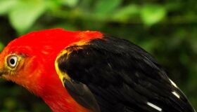 O papel do estado e o canto do uirapuru são lendas em comum