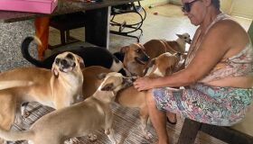 Com 35 cachorros e casa com riscos estruturais, idosa precisa de ajuda para salvar animais