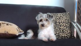 Família procura cadela desaparecida há quase um mês em Campo Grande, no Recife