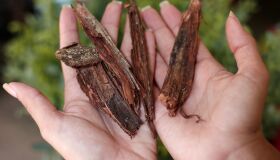 Você conhece todas as propriedades da aroeira? Veja como e quando utilizar esta planta medicinal