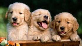 Com novidades para cães e gatos, Feira I Love Pet acontece no Shopping Recife até 24 de agosto