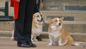 Como estão os corgis da rainha Elizabeth II ?
