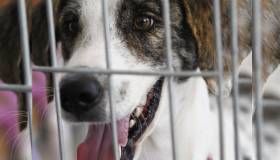 Petrolina realiza evento de adoção de cães e gatos no próximo domingo (5)