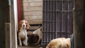 Cães são resgatados em cativeiro para reprodução; local era dividido com animais mortos