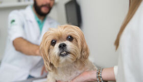 Prefeitura de Jundiaí (SP) torna obrigatória a microchipagem em pets que possuem tutores