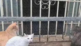 Casal é preso por maus-tratos a 35 gatos e uma cadela em Minas Gerais