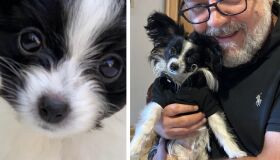 Cachorro do ator Russell Crowe é atropelado e morre em seus braços