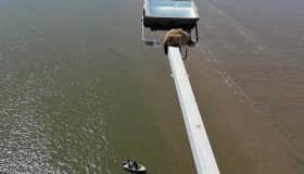 Gato sobe em ponto mais alto de ponte em Portugal e precisa ser resgatado; confira o vídeo