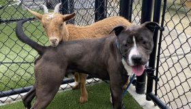 Com imposição incomum, cão e cabra melhores amigos são adotados juntos nos Estados Unidos