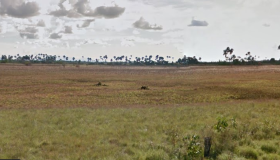 Empresas que recolhem cães mortos em clínicas são acusadas de jogar corpos em terreno baldio