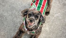 Cachorrinha que torce para o Fluminense e comemora gols do time vira fenômeno nas redes