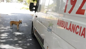 Companheirismo: cãozinho caramelo segue ambulância que socorria seu tutor por 3km; veja o vídeo