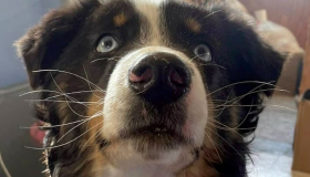 Cachorro reencontra família após perambular 241km perdido no gelo do Alasca 