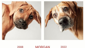 Antes e depois: fotógrafa captura imagens de cães quando jovens e quando idosos; confira