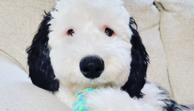 "Snoopy da vida real": cadela parecida com cão dos quadrinhos viraliza