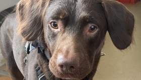 Cachorro viciado em álcool faz tratamento no Reino Unido