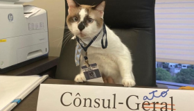 Consul-Gato: Consulado do Japão no Recife tem "funcionário" felino