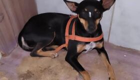 Camará Shopping recebe evento de adoção de pets neste sábado (29)