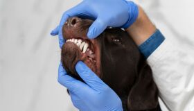 Por que devemos escovar os dentes dos cães e gatos?