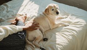 Faz bem dividir a cama com pets? Conheça os prós e contras