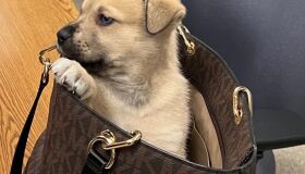 Filhote é abandonado dentro de bolsa de grife em Los Angeles