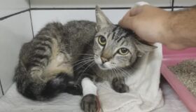Tutora faz vaquinha virtual para cirurgia de gata atingida por tiro de chumbinho em Olinda