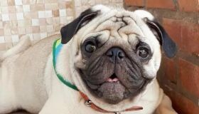 Cachorro morre após ser esquecido dentro de veículo de transporte da creche 