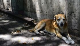 Abril laranja: mês de prevenção contra a crueldade animal