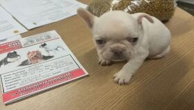 Homem rouba filhote de buldogue que estava à venda no Distrito Federal