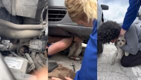 Cadela fica presa dentro de motor de carro por 48 quilômetros nos Estados Unidos