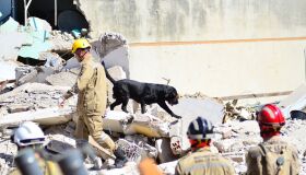 Cães farejadores auxiliam buscas de vítimas do desabamento de prédio residencial em Olinda
