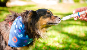 Saiba alguns mitos e verdades sobre doenças respiratórias nos pets