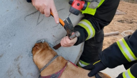 Sufoco: cadelinha prende a cabeça em bloco de concreto e precisa de resgate