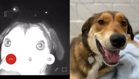 Saudade? Cadela volta para abrigo em que viveu por anos antes de ser adotada e toca campanhia