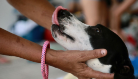 Ponto de doações para vítimas do Edifício Leme espera recolher também produtos para animais